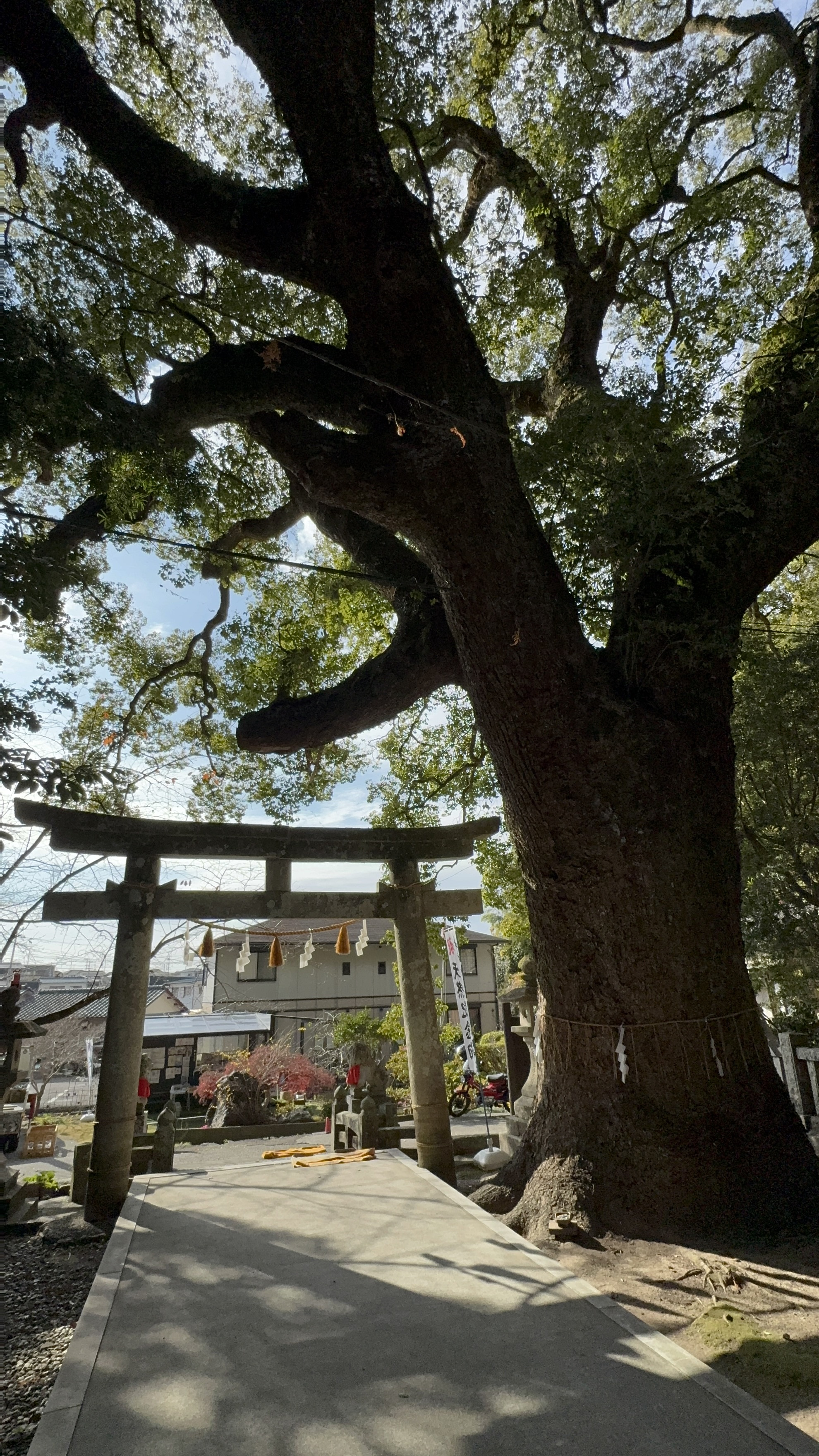 【高知市】仁井田神社を参拝｜樹齢700年の大楠と鰹みくじで一年を締めくくる